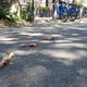 Illustration for article titled Massive Chicken Spill Turns Idyllic Brooklyn Street Into Grisly River Of Carnage